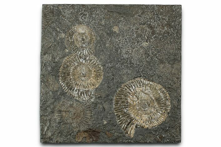 Fossil Ammonite (Dactylioceras) Cluster - Posidonia Shale, Germany #358364